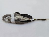 藏品(蒼鷺)的圖片